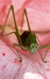 020 - Sauterelle sur une rose